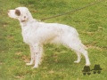 Setter Anglais BRUGGE DEL SOLE Setter Anglais BRUGGE DEL SOLE
